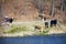 Herd of dairy cows farm animals on the river bank or lake shore