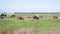 Herd of Dairy Cows Graze in a Beautiful Meadow, Eat Green Grass. 4K