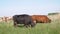 Herd of dairy cows graze in a beautiful meadow, eat green grass. 4K