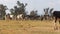 Herd of dairy Cows Grazing on a farm