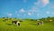 Herd of dairy cows on a green pasture