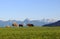 A herd of dairy cows on a meadow in Bavaria in front of the Allgaeuer Alps