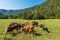 Herd of Dairy Cows on a Mountain Pasture - Alps Slovenia