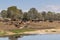 A herd of dairy cows resting on brown dirt near the milking shed in front of a creek on a hill