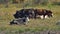 Herd of dairy cows is seen relaxing on pasture