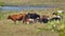 Herd of dairy cows is seen relaxing on pasture near pond