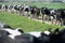 Herd of dairy cows walking