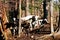 Herd of dairy Holsteins gathers in a woods