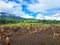 A herd of deer with beautiful mountain backdrop at Ocampo Deer farm in Camarines Sur, Philippines.