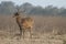 Herd of deer in the Bekol savanna, Baluran National Park, Situbondo, Indonesia.