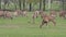 A herd of deer and bison in the open aviary of the zoo in Mogilev, Belarus