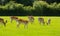 Herd of deer English countryside New Forest Hampshire southern uk