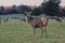 Herd of deer on farm in New Zealand