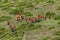 A herd of deer grazes on a mountain slope