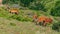 A herd of deer grazes on a mountain slope