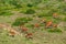 A herd of deer grazes on a mountain slope