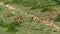 A herd of deer grazes on a mountain slope