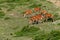 A herd of deer grazes on a mountain slope