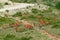 A herd of deer grazes on a mountain slope