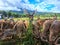 A herd of deer grazing and eating green forage at Ocampo Deer farm in Camarines Sur, Philippines.