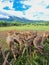 A herd of deer grazing and eating green forage at Ocampo Deer farm in Camarines Sur, Philippines.