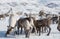 Herd of deer near a Nenets chums on a winter day