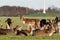 A herd of deer in the Phoenix Park in Dublin, Ireland