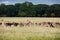 A herd of deer in the Phoenix Park in Dublin, Ireland