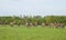 A herd of deer, Richmond Park, London.