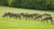 A herd of deer, Richmond Park, London.