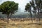 Herd of deer in rural at New Zealand