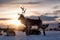 A herd of deer in the snow during sunset. Animals in wildlife. Winter landscape during sunset with deer.