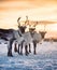 A herd of deer in the snow during sunset. Animals in wildlife. Winter landscape during sunset with deer.