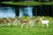 Herd of Deers on Field