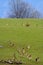 Herd of deers in a green field