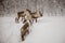 Herd of deers hanging out in the snowy forest in magical Lapland, Sweden