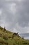 Herd of deers standing and feeding in the Irish meadows