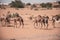 A herd of desert dromedary camels crossing the sand in the United Arab Emirates in the Middle East