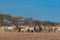 A herd of desert goats belonging to a traditional nomadic clan,