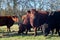 Herd of Dexter cows eating fodder beet in field