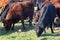 Herd of Dexter cows eating fodder beet in grassy field in sunsh
