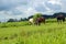Herd of different horses grazing in green field