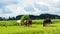 Herd of different horses grazing in green field