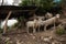 Herd of dirty brown sheep on a farm