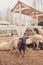 A herd of dirty sheep at a hay trough on a livestock farm .