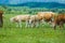 Herd of dirty white and brown cows and calves in a pasture