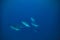 Herd of dolphins underwater in blue