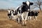 A herd of domestic black and white cows stands in a row against