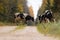 A herd of domestic black and white cows walking on a road between autumnal forests in Estonian countryside, Northern Europe.