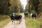 A herd of domestic black and white cows walking on a road between autumnal forests in Estonian countryside, Northern Europe.